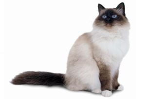 birman
