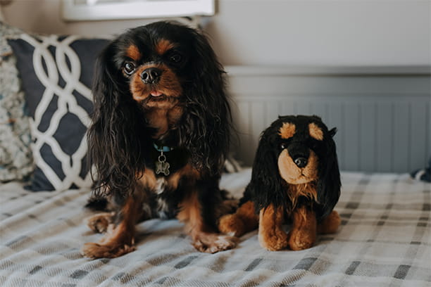 Look-alike breeds quiz