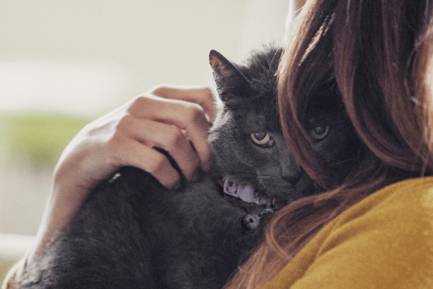 When is your dog or cat considered a senior?