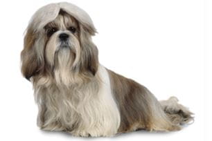 shih tzu