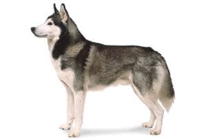 siberian husky
