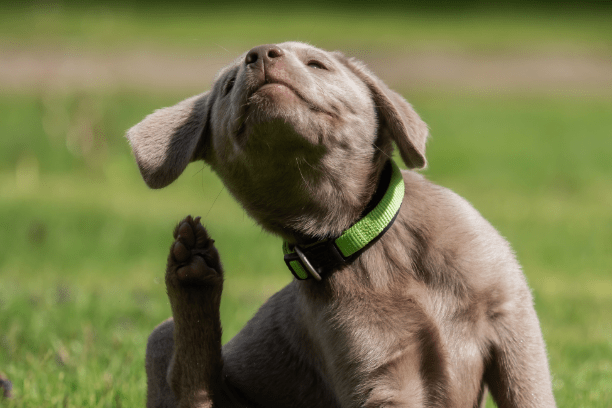 10 signs besides itching that your pet may have allergies