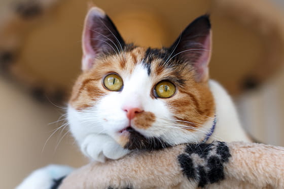 Six signs of diabetes in pets