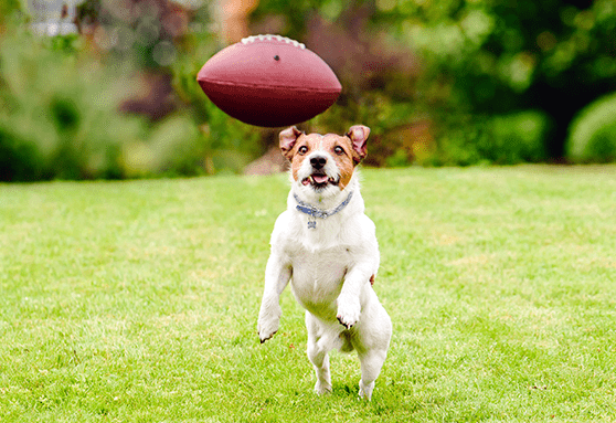 Dos and don’ts for a dog-safe game day!