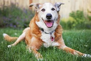 adopting a senior pet