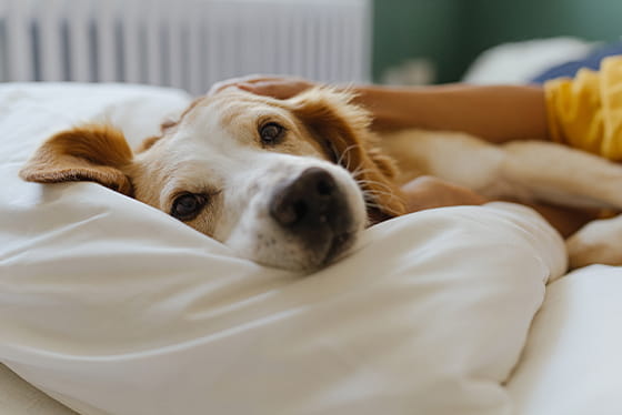 Are my dog’s stinky farts a problem?