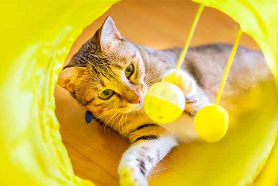 True or False? Pets can't actually see color.