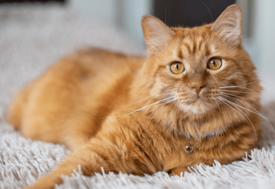 Five signs your cat may need a dental cleaning