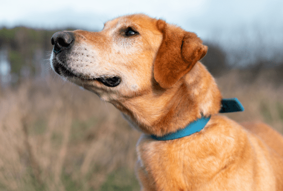 How to identify and prevent hot spots in dogs and cats