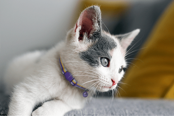 How To Say I Love You In Cat Language