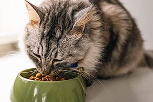 senior pet diets
