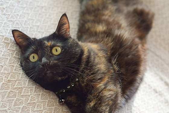 Why do cats headbutt you?