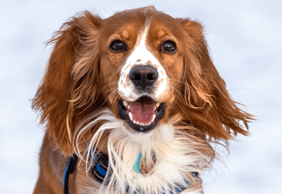 Ticks can be active even in the winter