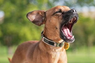why dogs yawn