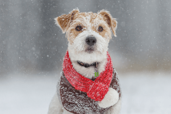 Eight ways to exercise your dog in bad winter weather