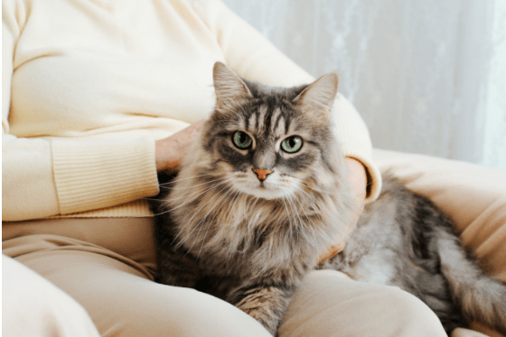 Five signs your pet has osteoarthritis