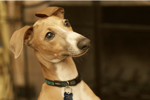 when do antibiotics work for dogs 