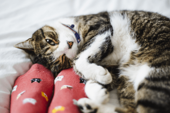 When do antibiotics work for cats?