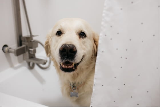 True or False: Bathing your pet once a week can dry out their skin and coat.