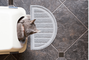 types of cat litter
