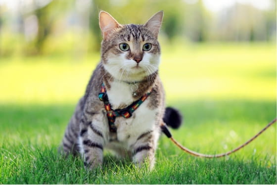 Curious about leash walking your cat?