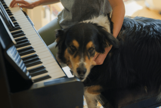 Does Music Calm Dogs &amp; Cats With Anxiety?