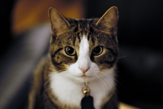 Hairball remedies for cats