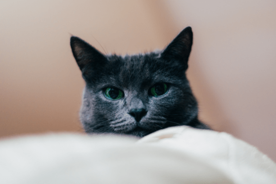 What does catnip do to cats?