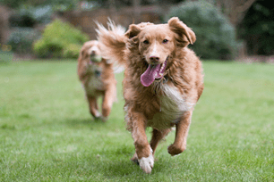 heartworm protection