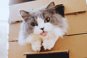 why cats love boxes