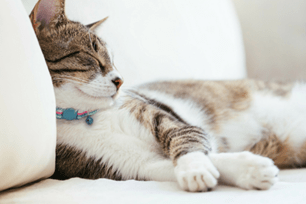 cat sleeping positions