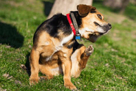 Seasonal allergies can be a round-the-clock pain