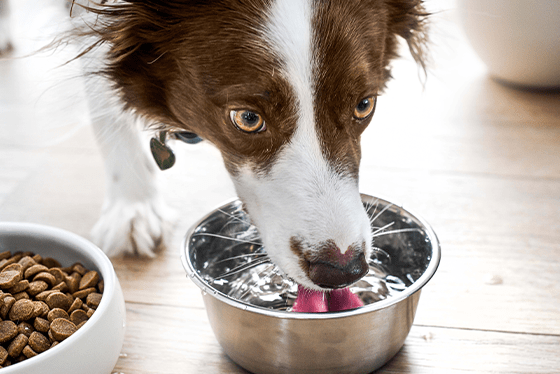 What is gut health? Understanding your pet’s digestive system.