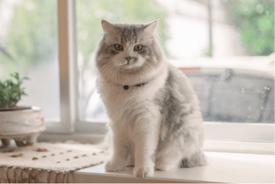 True or False: Pets kept indoors are safe from parasites