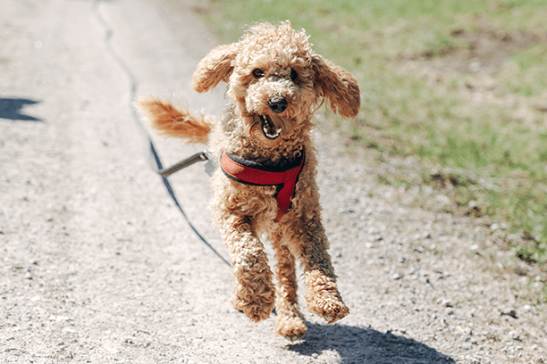 True or False: Pollen allergies in pets typically cause sneezing and watery, red eyes