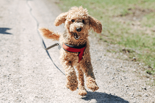 t or f pet pollen allergies