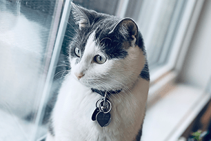 True or False-cats-can-get-heartworm-disease