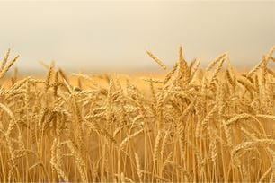 t-f grain common pet allergen