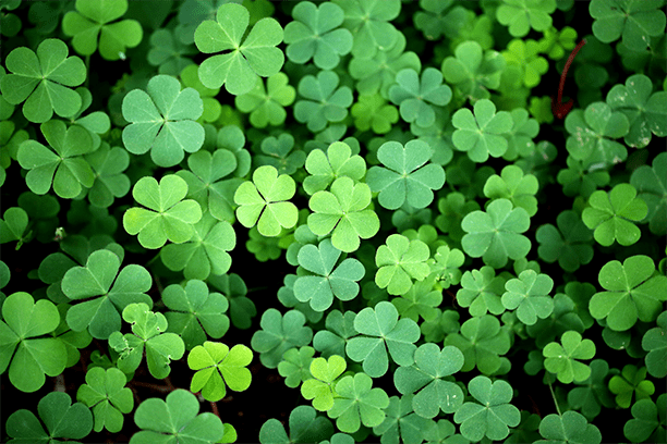 True or False: Shamrocks are poisonous to pets. Answer: True 