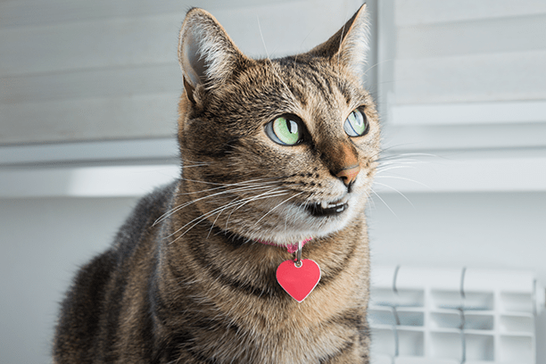 True or False? Cats talk to each other. True!