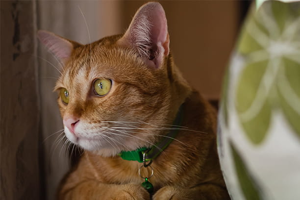 True or False? Most cats will let you know when they’re in pain. Answer: False