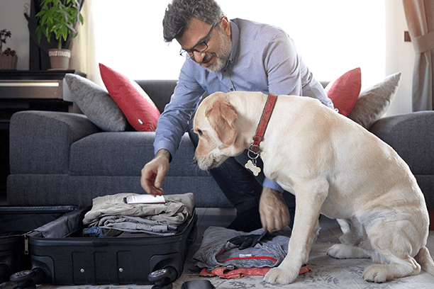Documents &amp; requirements for pet travel