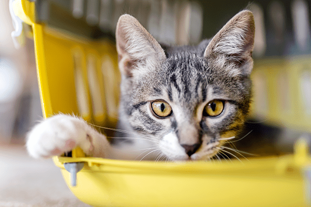 Crate and travel training tips for cat owners!