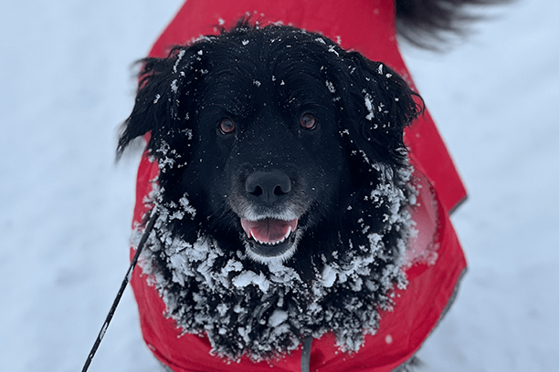 Dog Winter Safety Tips