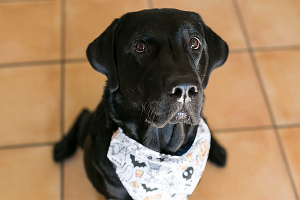 Halloween safety tips for dogs