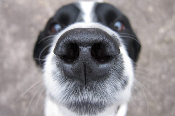 Cat vs. dog. Sense of smell