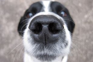 pet sense of smell