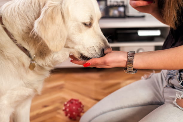 Probiotics promote a healthy balance of intestinal bacteria 