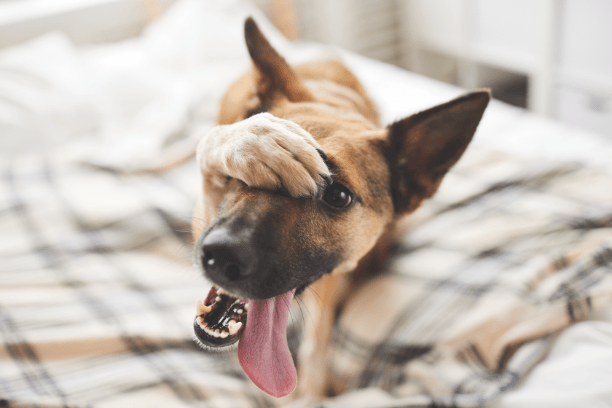 Five reasons your pet may have bad breath