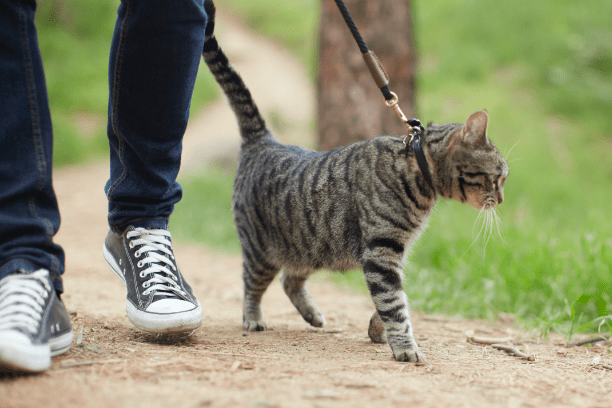 Train your cat to walk on a leash